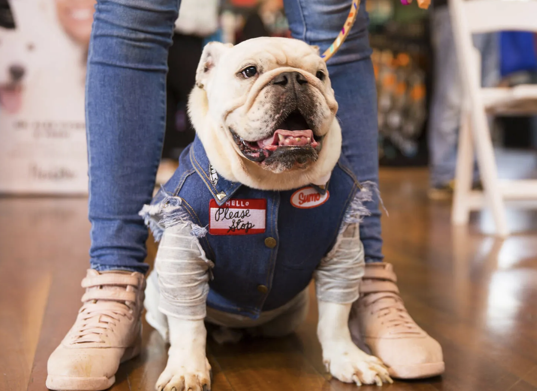 DATA LED: The most pampered pooches in the world